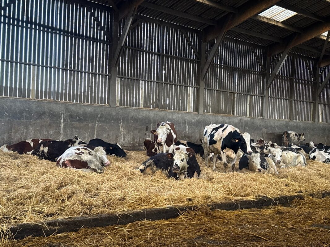 Des vaches laitières couchées sur une aire paillée dans une étable