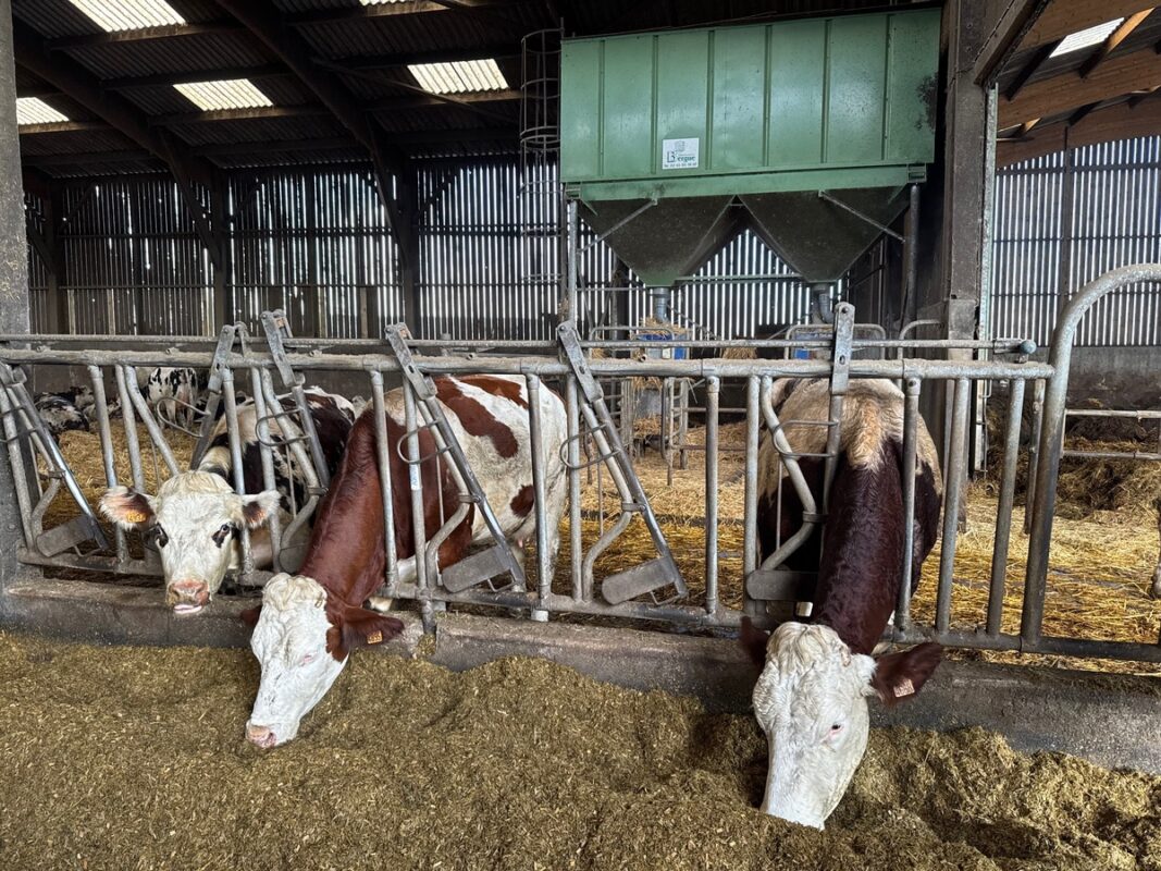 Trois vaches à la robe pie rouge en train de s'alimenter à l'auge dans un élevage laitier