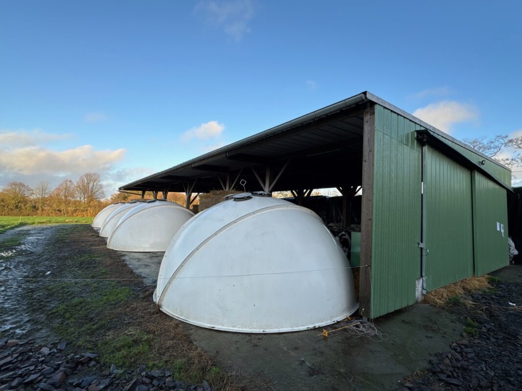 Des igloos collectifs sous un bâtiment dans un élevage laitier
