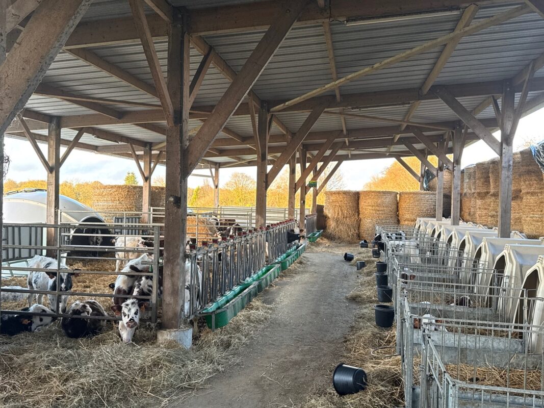 Une nurserie dans un élevage laitier constituée d'une série de niches à veau