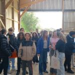 Des collégiens dans une ferme