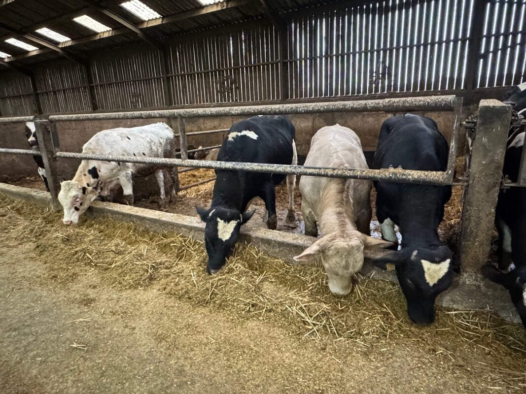 La ferme compte 300 bovins au total dont 110 vaches laitières et 40 taurillons vendus par dans le cadre d’un contrat avec McDonald’s
