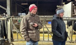 Un jeune homme et une jeune femme portant un bonnet dans une étable pour vaches laitières