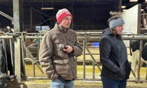 Un jeune homme et une jeune femme portant un bonnet dans une étable pour vaches laitières