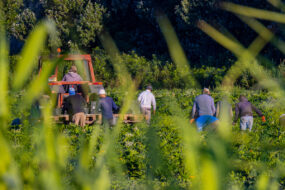 Des personnes travaillant dans un champ avec un tracteur par une belle journée ensoleillée