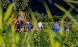 Des personnes travaillant dans un champ avec un tracteur par une belle journée ensoleillée