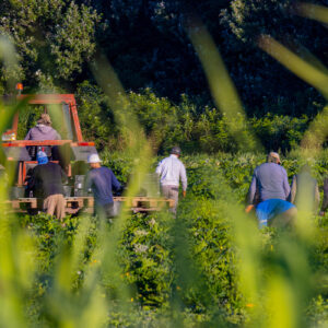 Des personnes travaillant dans un champ avec un tracteur par une belle journée ensoleillée