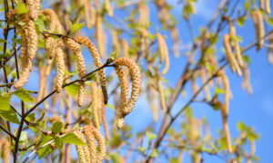Gros plan sur des fleurs de bouleau