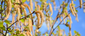 Gros plan sur des fleurs de bouleau