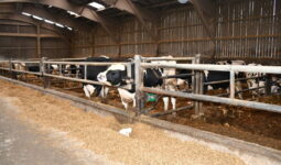 taurillons Holstein en bâtiment d'élevage