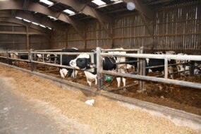 taurillons Holstein en bâtiment d'élevage
