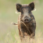 Un sanglier de face dans un champ
