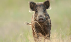 Un sanglier de face dans un champ