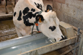Une vache en train de boire à un abrevoir