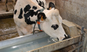 Une vache en train de boire à un abrevoir