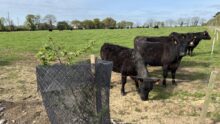 Un jeune arbre à côté de vaches de race Angus