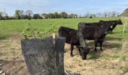 Un jeune arbre à côté de vaches de race Angus