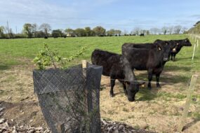 Un jeune arbre à côté de vaches de race Angus