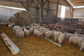 Des moutons dans un bâtiment d'élevage sur une aire paillée