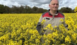 Un agriculteur dans un champ de colza