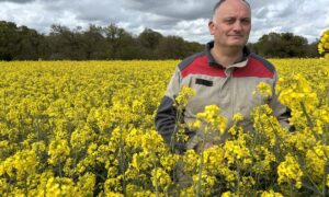 Un agriculteur dans un champ de colza