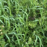 Photo d'un mélange fourrager contenant du seigle, de la vesce et des trèfles.