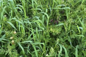 Photo d'un mélange fourrager contenant du seigle, de la vesce et des trèfles.