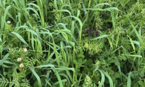 Photo d'un mélange fourrager contenant du seigle, de la vesce et des trèfles.