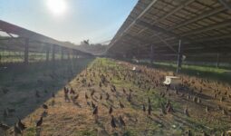 Un élevage de perdrix sous une volière photovoltaïque