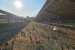 Un élevage de perdrix sous une volière photovoltaïque
