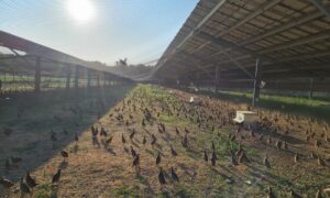 Un élevage de perdrix sous une volière photovoltaïque