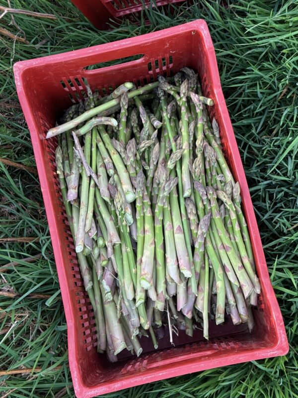 Une caisse rouge en plastique contenant des asperges vertes posée sur de l'herbe