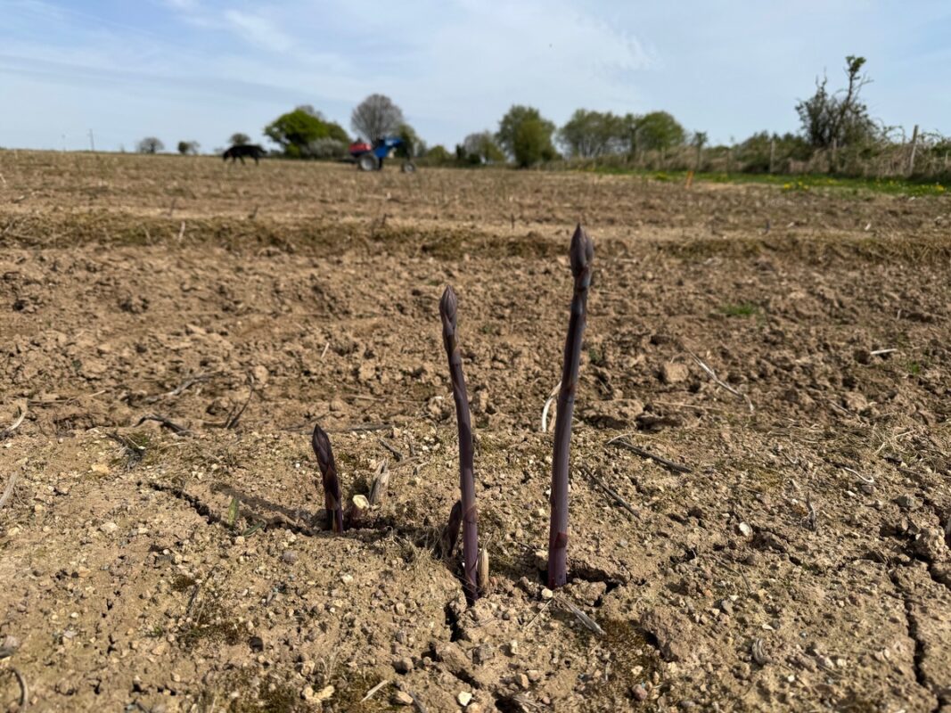 Des plants d'asperge rouge en pleine terre