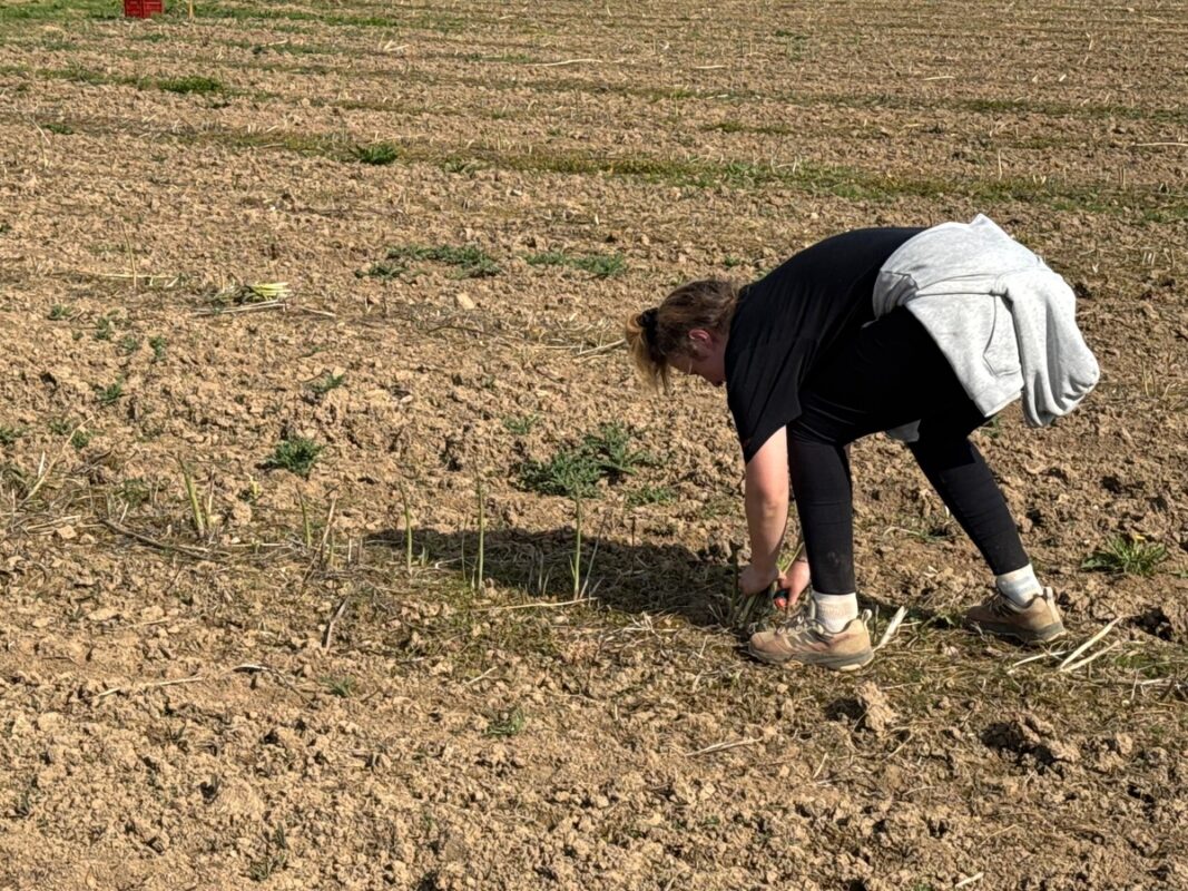 Une femme récolte des turions d'asperges manuellement dans un champ