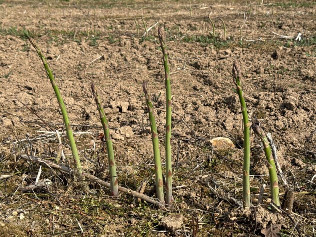 Des tiges d'asperges vertes en pleine terre