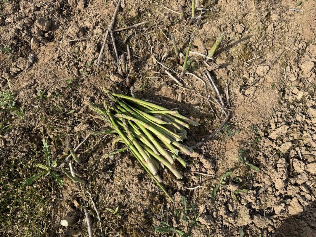 Un tas d'asperges récoltées et posées sur le sol