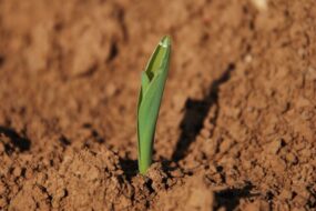 Gros plan sur un un jeune plant de maïs en pleine terre