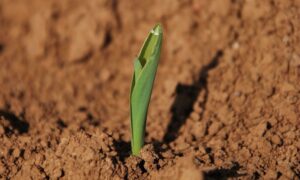Gros plan sur un un jeune plant de maïs en pleine terre