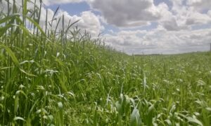 Un champ de de seigle