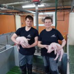Deux éleveurs avec des porcelets dans les bras dans une salle post sevrage d'une porcherie