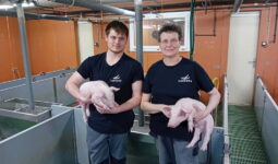 Deux éleveurs avec des porcelets dans les bras dans une salle post sevrage d'une porcherie