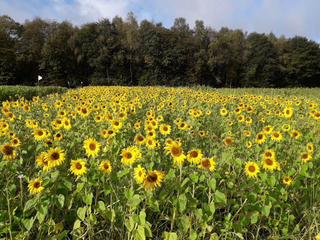 Un mélange de Cive d'été.