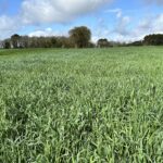 Un champ de cive d'avoine