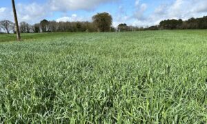 Un champ de cive d'avoine