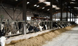 stabulation avec des vaches qui mangent au cornadis