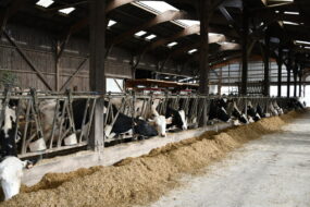 stabulation avec des vaches qui mangent au cornadis