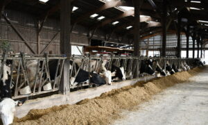 stabulation avec des vaches qui mangent au cornadis