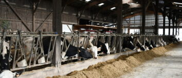 stabulation avec des vaches qui mangent au cornadis