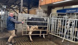 Un éleveur guide une vache vers un robot de traite grâce à une jeu de barrière