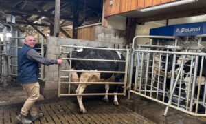 Un éleveur guide une vache vers un robot de traite grâce à une jeu de barrière